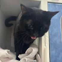 Thumbnail photo of Misty #4