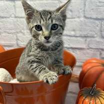 Thumbnail photo of Cider #1