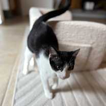 Thumbnail photo of Jolly #3