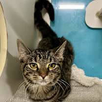 Thumbnail photo of Frya #2