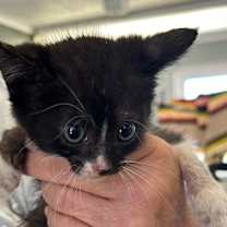 Thumbnail photo of Ophelia #2