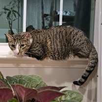 Thumbnail photo of Sebastian #2