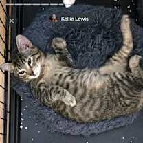 Thumbnail photo of Sargent #2