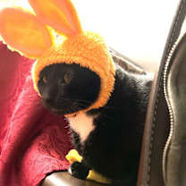 Thumbnail photo of Pumyra #4