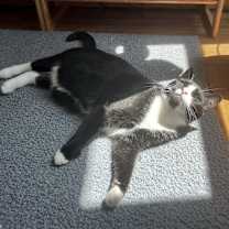 Thumbnail photo of Snowburst (meet me in foster care!) #3