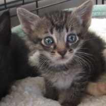 Thumbnail photo of Eldon #1