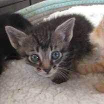 Thumbnail photo of Eldon #2