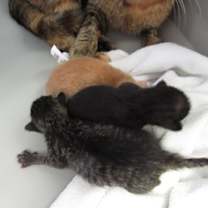 Thumbnail photo of Eldon #3