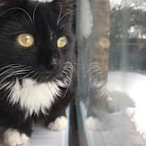 Thumbnail photo of Tarot #2