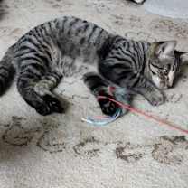 Thumbnail photo of Vera #1