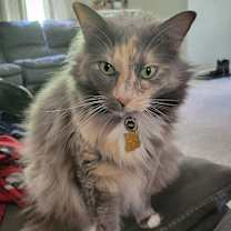 Thumbnail photo of Nemu #1