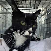 Thumbnail photo of Zelda #2