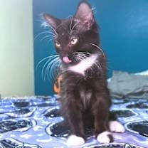 Thumbnail photo of Ambrose #3