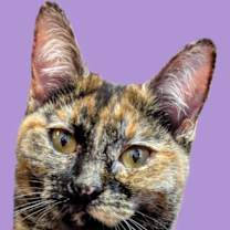 Thumbnail photo of Ali #1