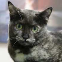 Thumbnail photo of Fallon #2