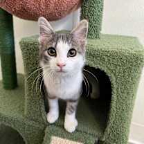 adopt-pet