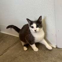 adopt-pet
