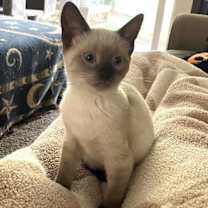 adopt-pet