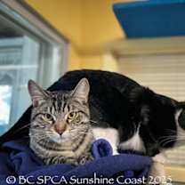 Thumbnail photo of Rye #4