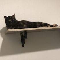 Thumbnail photo of Aria #3