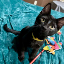 adopt a pet