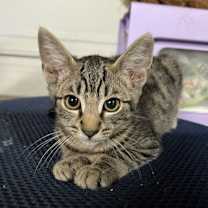 Thumbnail photo of Lorelei #2