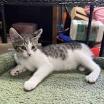 Thumbnail photo of Pixie #2