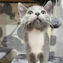 Thumbnail photo of Madeline (Sweet Treats Litter) #1