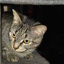 Thumbnail photo of Aurora #4