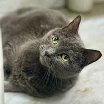 Thumbnail photo of Dash  #2