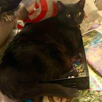 Thumbnail photo of SALEM #1