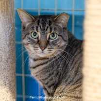 Thumbnail photo of Scooter #1