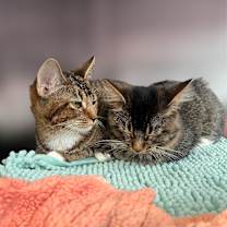 Thumbnail photo of Kit Kat #2