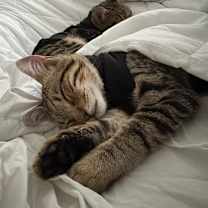 Thumbnail photo of royal and chello #4