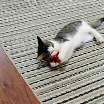 Thumbnail photo of Taz #2