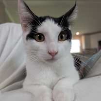 Thumbnail photo of Murph #1