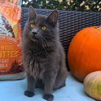 Thumbnail photo of Ramsey #1