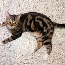 Thumbnail photo of Aero #2