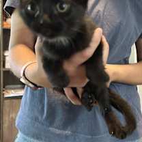 Thumbnail photo of Raven #2