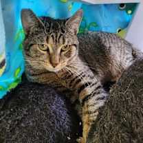 Thumbnail photo of Magnet #2