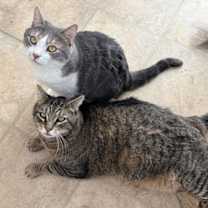 Thumbnail photo of Gizmo #2