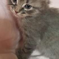 Thumbnail photo of Louie #4