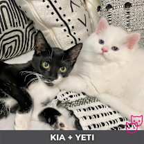 Thumbnail photo of Yeti (bonded with Kia) #2
