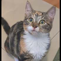 Thumbnail photo of Topazio #2