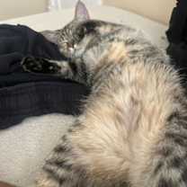 Thumbnail photo of Annie #1