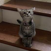 Thumbnail photo of Annie #3