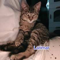 Thumbnail photo of Larimar #1