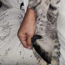 Thumbnail photo of Larimar #4