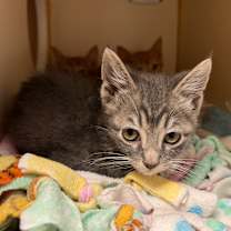 Thumbnail photo of Mailman #2