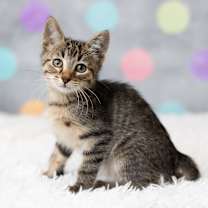 Thumbnail photo of Bashoo #1